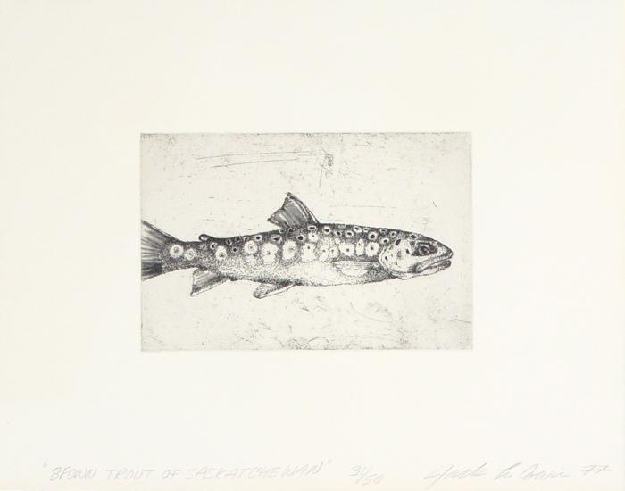 Brown Trout of Saskatchewan