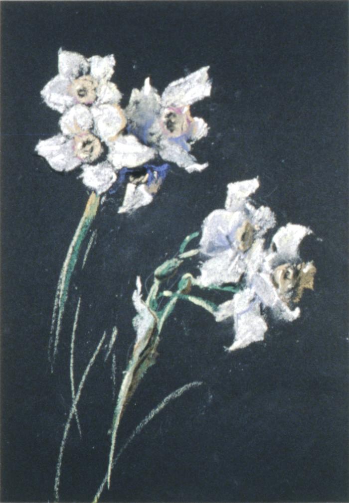 Narcissi