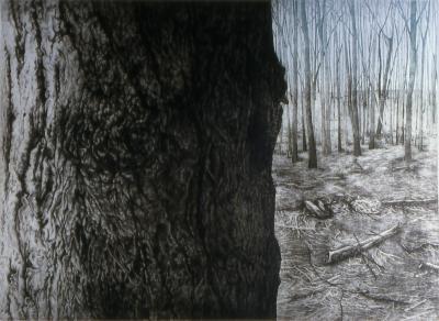 Woodlot IV