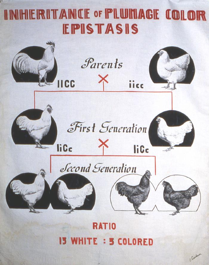 Inheritance of Plumage Color Epistasis