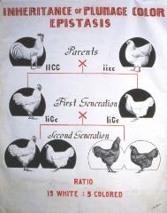 Inheritance of Plumage Color Epistasis