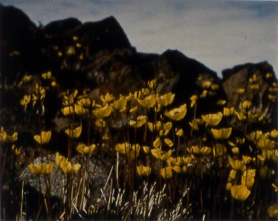 Alexandria Fiord, Ellesmere Island