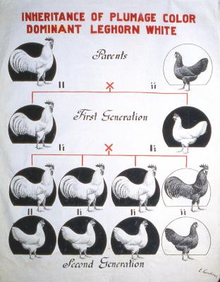 Inheritance of Plumage Color Dominant Leghorn White