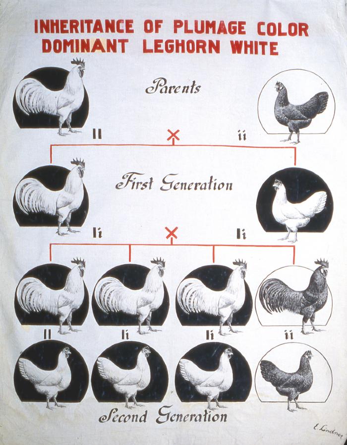 Inheritance of Plumage Color Dominant Leghorn White