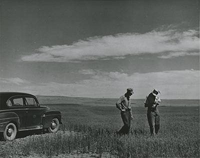 SK: Moose Jaw area -- Federal Dept. of Agriculture inspectors check a grain field early in the growing season.