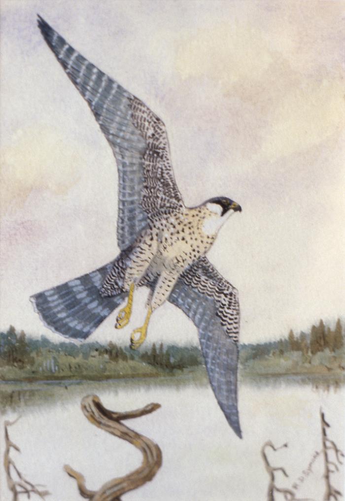 Peregrine Falcon