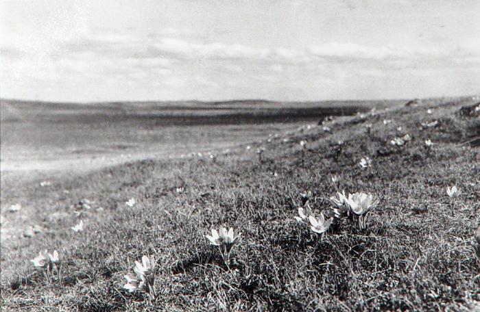 Spring on the Prairie