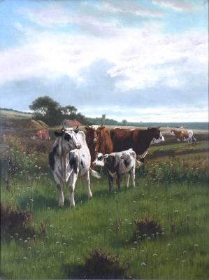Cattle in the Fields