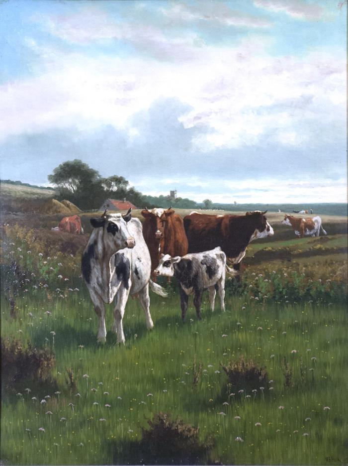 Cattle in the Fields