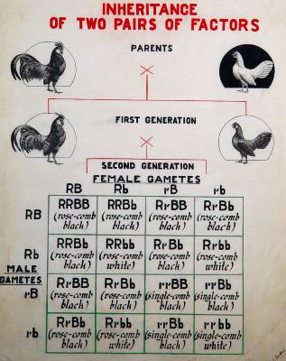 Inheritance of Two Pairs of Factors