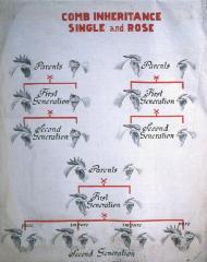 Comb Inheritance Single and Rose