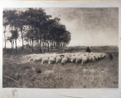 Shepherd with Flock, Flock of Sheep in Countryside