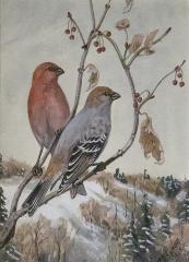 Pine Grosbeak