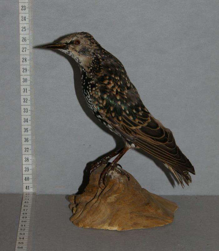 European Starling (1970)