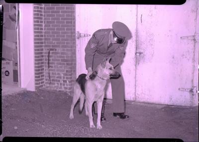 Negative;Swift Current City Police Dog