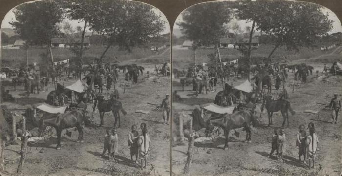 Horses Stereo Card (1904);Horses Stereo Card (1904);Stereoscopic Photograph Card