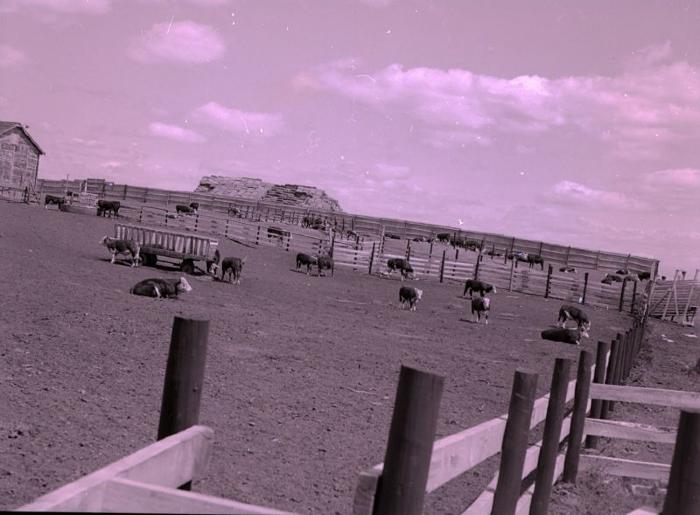 Matador Co-op Farm (1961);Negative