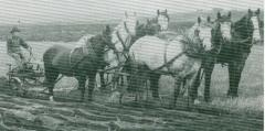 Breaking Sod (c.1908);Breaking Sod (c.1908);Photograph: Plowing 