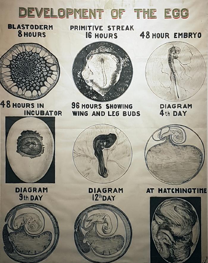 Development of the Egg