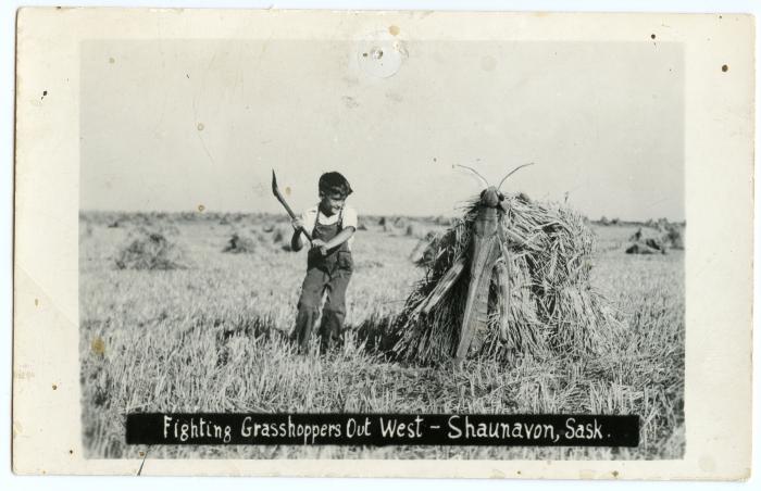 Photographic Postcard "Fighting Grasshoppers Out West - Shaunavon, Sask."