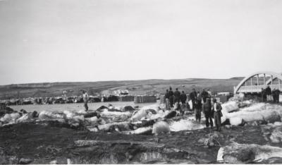 Saskatchewan Landing Bridge Construction (c.1951)