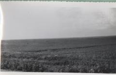 Wheat Field (1951)