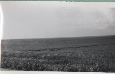 Wheat Field (1951)