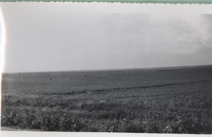 Wheat Field (1951)