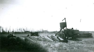 Wheat Harvest