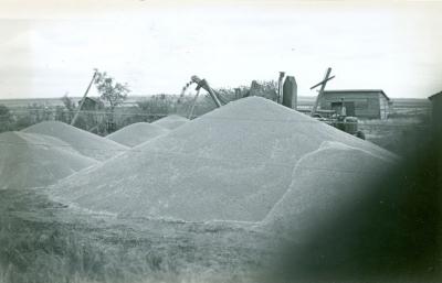 Wheat Harvest