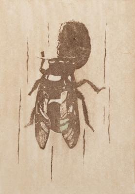 Carpenter Bee