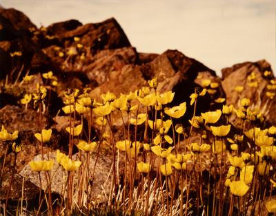 Alexandria Fiord, Ellesmere Island