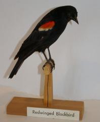 Red-winged Blackbird