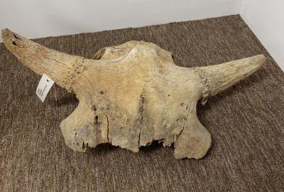 Buffalo Skull