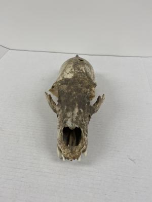 Bear skull: <i>bear was shot by John Bear in Chacachas</i>