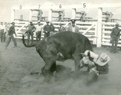 Cow Roping