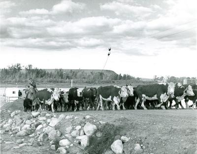 Livestock Ferry Crossing