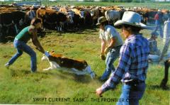 Frontier Days Calf Roping Postcard