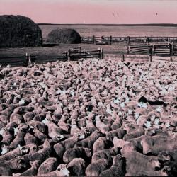 Sheep in Pen at 76 Ranch