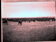 Cattle Grazing at 76 Ranch