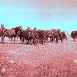 Horses Grazing at 76 Ranch