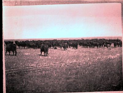 Cattle Grazing at 76 Ranch