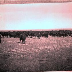 Cattle Grazing at 76 Ranch