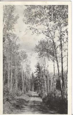 Cameron Camps, Kenora, Ontario Postcard