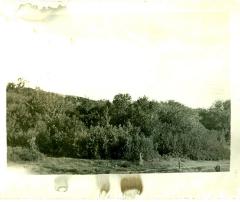 Fenton's Grove Area Postcard (c.1918)