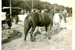 Christie Brothers Circus (1929-06-05)