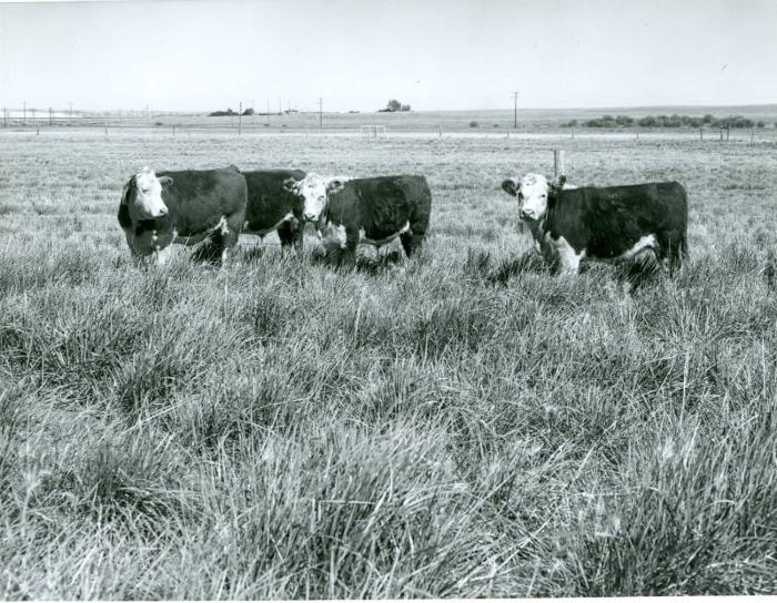 Cows Grazing;Photograph