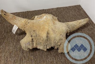 Buffalo Skull