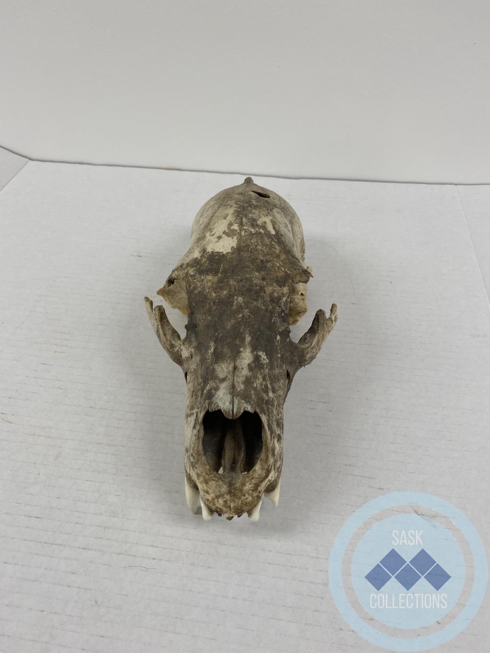 Bear skull: <i>bear was shot by John Bear in Chacachas</i>