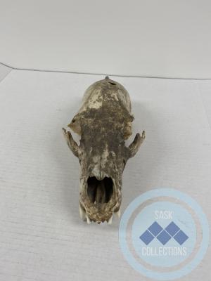 Bear skull: <i>bear was shot by John Bear in Chacachas</i>